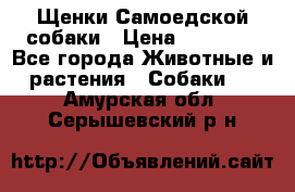 Щенки Самоедской собаки › Цена ­ 25 000 - Все города Животные и растения » Собаки   . Амурская обл.,Серышевский р-н